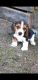 Beagle Puppies for sale in Valrico, FL, USA. price: NA