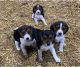 Beagle Puppies for sale in Denver Tech Center, Greenwood Village, CO, USA. price: $400