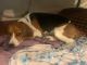 Beagle Puppies for sale in Valley Village, Los Angeles, CA, USA. price: NA