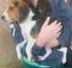 Beagle Puppies for sale in Camden, AR 71701, USA. price: $600