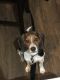 Beagle Puppies for sale in Riverview, FL, USA. price: NA