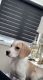 Beagle Puppies for sale in Moore, SC 29369, USA. price: NA