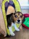Beagle Puppies for sale in Hendersonville, TN, USA. price: NA
