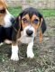Beagle Puppies for sale in Hendersonville, TN, USA. price: $1,250