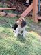 Beagle Puppies for sale in 57 Whispering Pines Dr, Signal Mountain, TN 37377, USA. price: NA