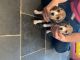 Beagle Puppies for sale in Harlan, KY, USA. price: NA