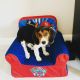 Beagle Puppies for sale in Dallas, TX, USA. price: $900