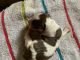 Beagle Puppies for sale in Walnut Cove, NC 27052, USA. price: NA
