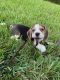 Beagle Puppies for sale in Quincy, MA, USA. price: NA