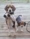 Beagle Puppies for sale in Lawrenceville, IL 62439, USA. price: NA