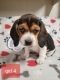 Beagle Puppies for sale in Holcomb, MS 38940, USA. price: NA