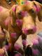 Beagle Puppies for sale in Cedar Rapids, IA 52404, USA. price: $300
