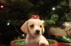 Beagle Puppies for sale in Salem, OR, USA. price: NA