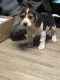 Beagle Puppies for sale in Cheyenne Wells, CO 80810, USA. price: NA