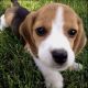 Beagle Puppies for sale in San Jose, CA, USA. price: $500