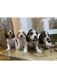 Beagle Puppies for sale in Winnetka, Los Angeles, CA, USA. price: $900