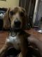 Beagle Puppies for sale in Missouri City, TX, USA. price: NA