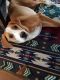 Beagle Puppies for sale in Springfield, MO, USA. price: NA