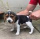 Beagle Puppies for sale in Whitestone, Queens, NY, USA. price: NA