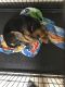 Beagle Puppies for sale in Taunton, MA, USA. price: NA