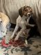 Beagle Puppies for sale in Atlanta, GA 30301, USA. price: $650