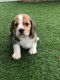 Beagle Puppies for sale in Michigan - Martin, Detroit, MI 48210, USA. price: $1,000