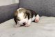 Beagle Puppies for sale in Michigan - Martin, Detroit, MI 48210, USA. price: NA