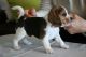 BeagleChiotsà vendre dans Av. Roosevelt #25-28, Cali, Valle del Cauca, Colombie. Prix: 298 EUR