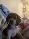Beagle Puppies for sale in Troutdale, OR 97060, USA. price: NA