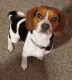 Beagle Puppies for sale in Toledo, OH, USA. price: NA