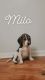 Beagle Puppies for sale in Lindenhurst, IL 60046, USA. price: $800