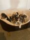 Beagle Puppies for sale in Camarillo, CA, USA. price: NA