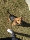 Beagle Puppies for sale in 20 Birch River Crossing, Dallas, GA 30132, USA. price: NA