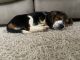 Beagle Puppies for sale in Antioch, TN 37013, USA. price: NA