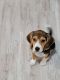 Beagle Puppies for sale in Clinton, MD, USA. price: NA