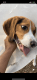 Beagle Puppies for sale in Alexandria, VA, USA. price: $700