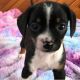 Beagle Puppies for sale in Chattanooga, TN, USA. price: NA