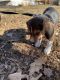 Beagle Puppies for sale in Berlin, CT 06037, USA. price: NA