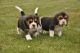 Beagle Puppies for sale in 7484 Holworthy Way, Sacramento, CA 95842, USA. price: NA