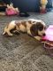 Beagle Puppies for sale in Sterling Heights, MI 48312, USA. price: NA