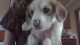 Beagle Puppies for sale in Licking, MO 65542, USA. price: NA