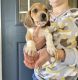 Beagle Puppies for sale in College Station, TX, USA. price: NA