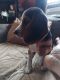 Beagle Puppies for sale in Altoona, PA, USA. price: NA