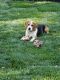 Beagle Puppies for sale in Los Altos, CA 94024, USA. price: NA