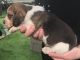 Beagle Puppies for sale in Arizona City, AZ 85123, USA. price: $700