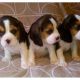 Beagle Puppies for sale in Denver, Irvine, CA 92604, USA. price: $400