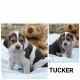 Beagle Puppies for sale in Clare, MI 48617, USA. price: NA