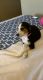 Beagle Puppies for sale in Shelby Township, MI, USA. price: NA