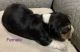 Beagle Puppies for sale in Tiverton, RI, USA. price: $900