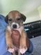 Beagle Puppies for sale in Florence, KY, USA. price: NA
